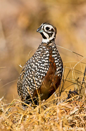 Montezuma Quail